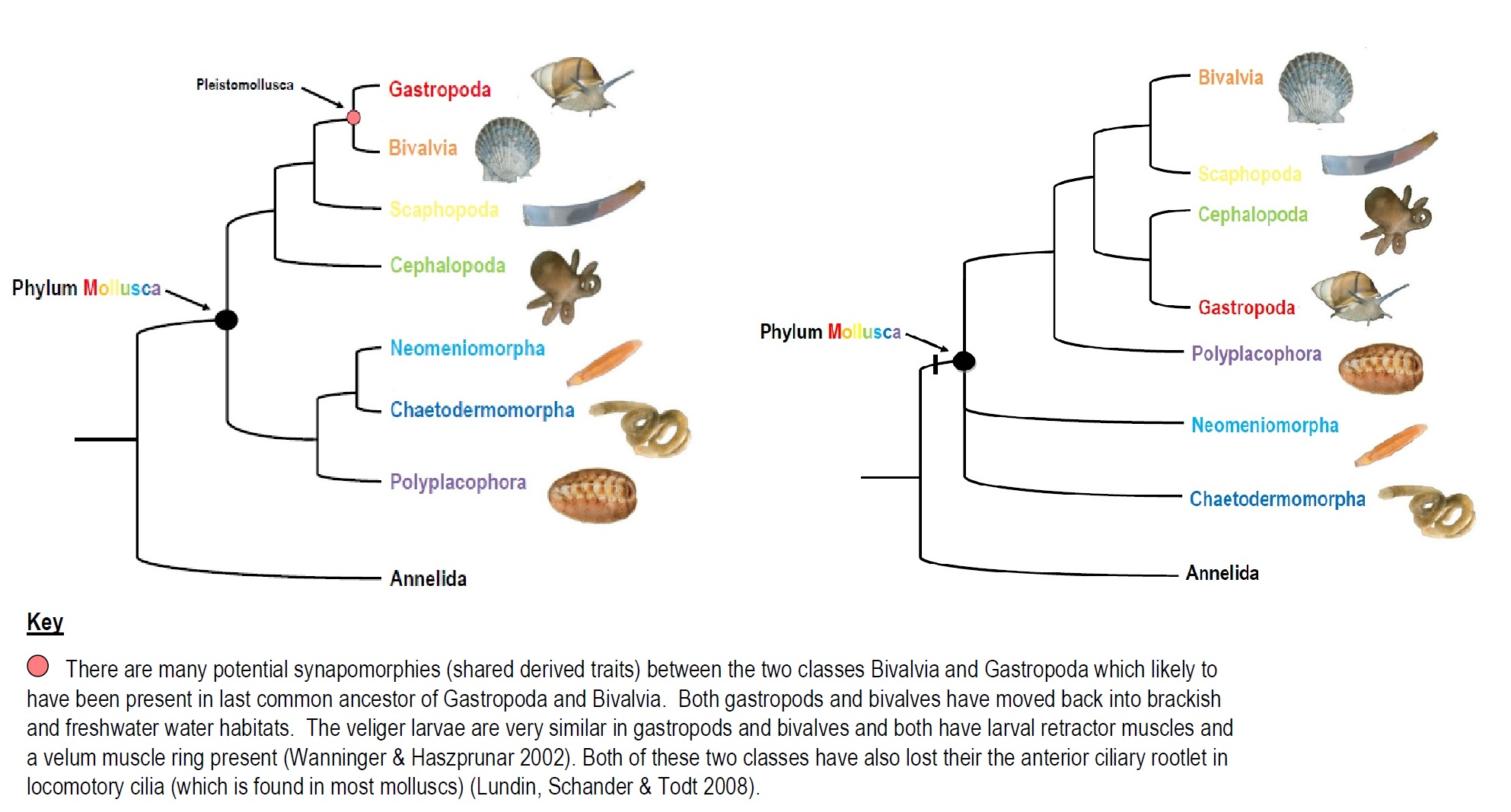 Platydoris scabra Tahsha Say
